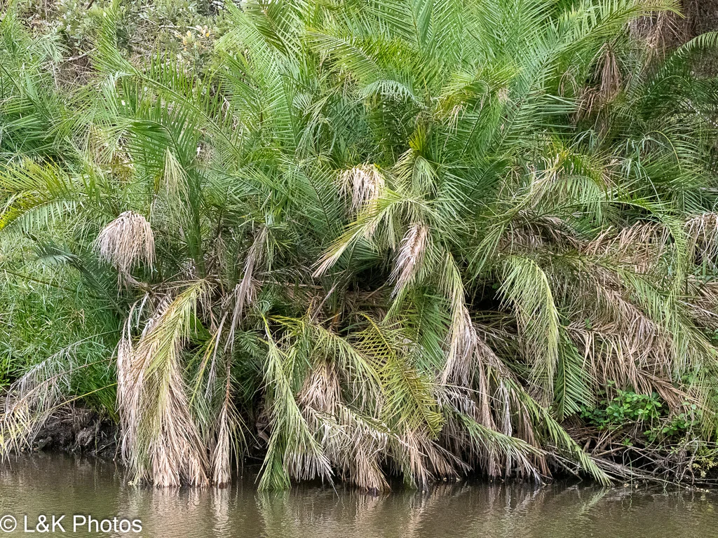 Phoenix reclinata