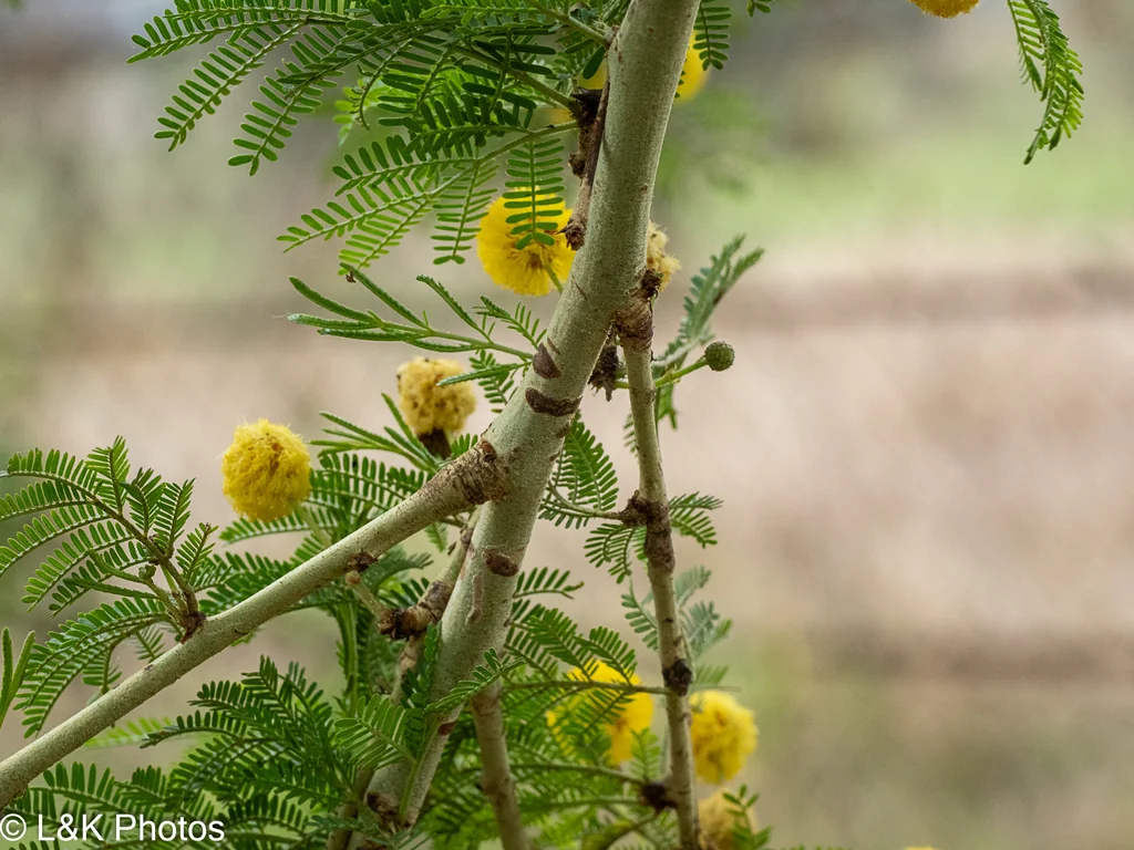Acacia Xanthophloea