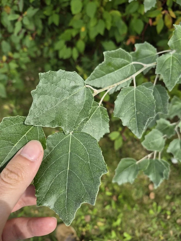 Populus Alba