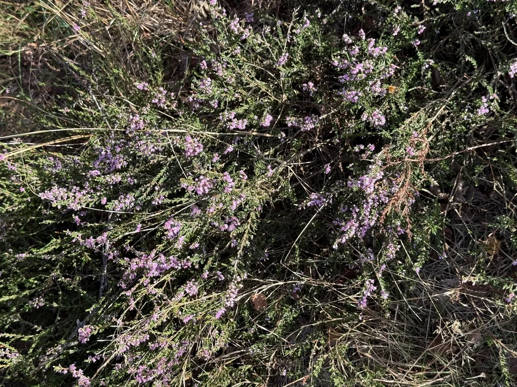 Calluna Vulgaris