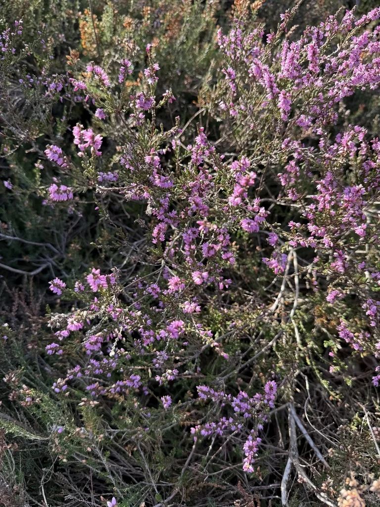 Calluna Vulgaris