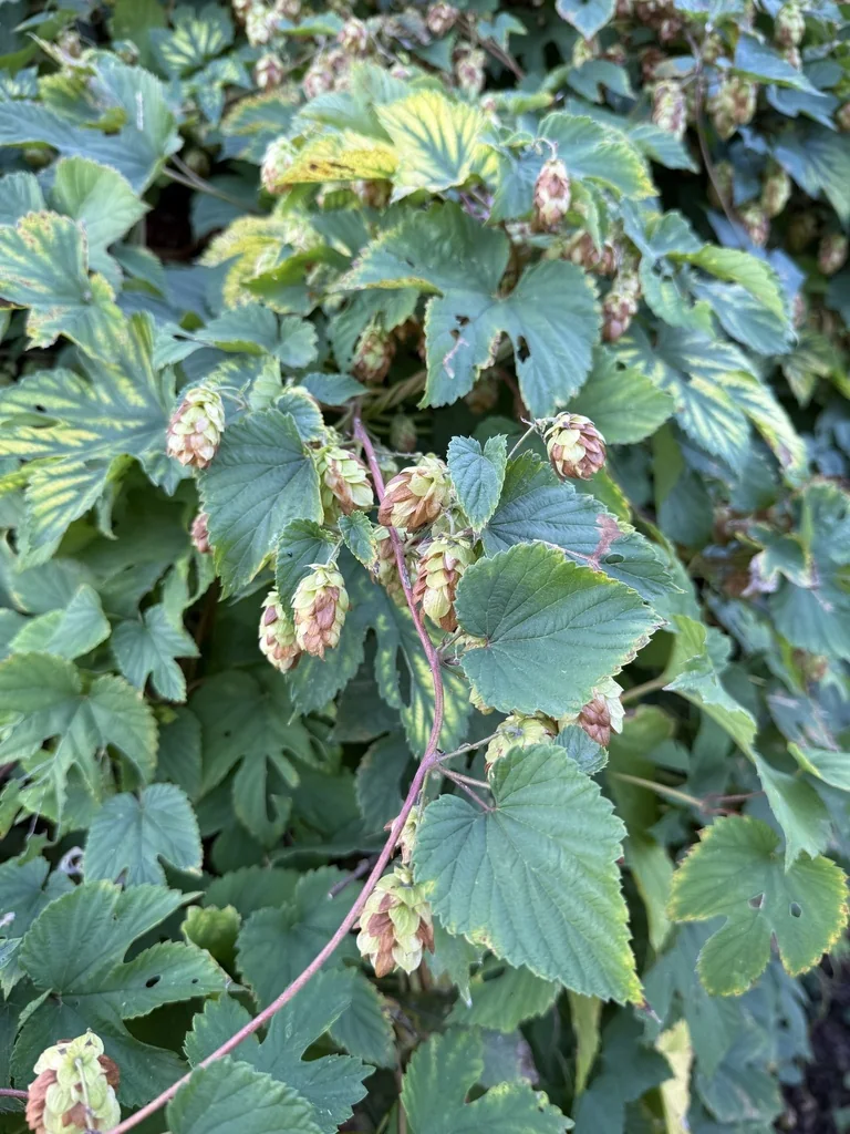 Humulus Lupulus
