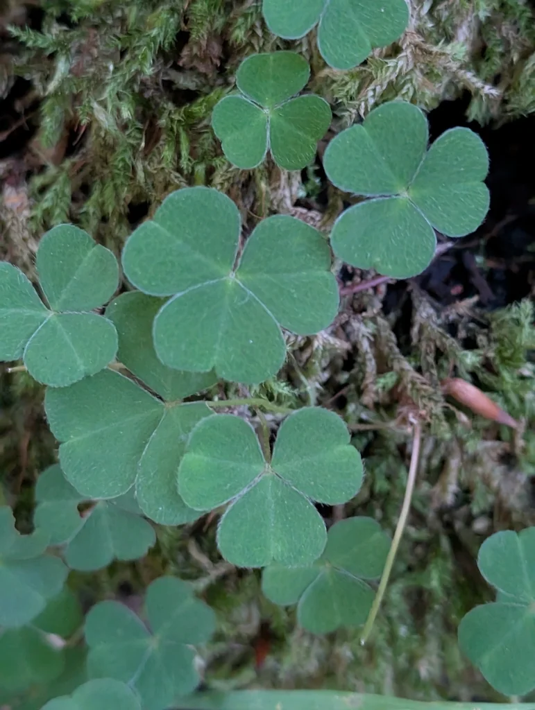 Oxalis Acetosella