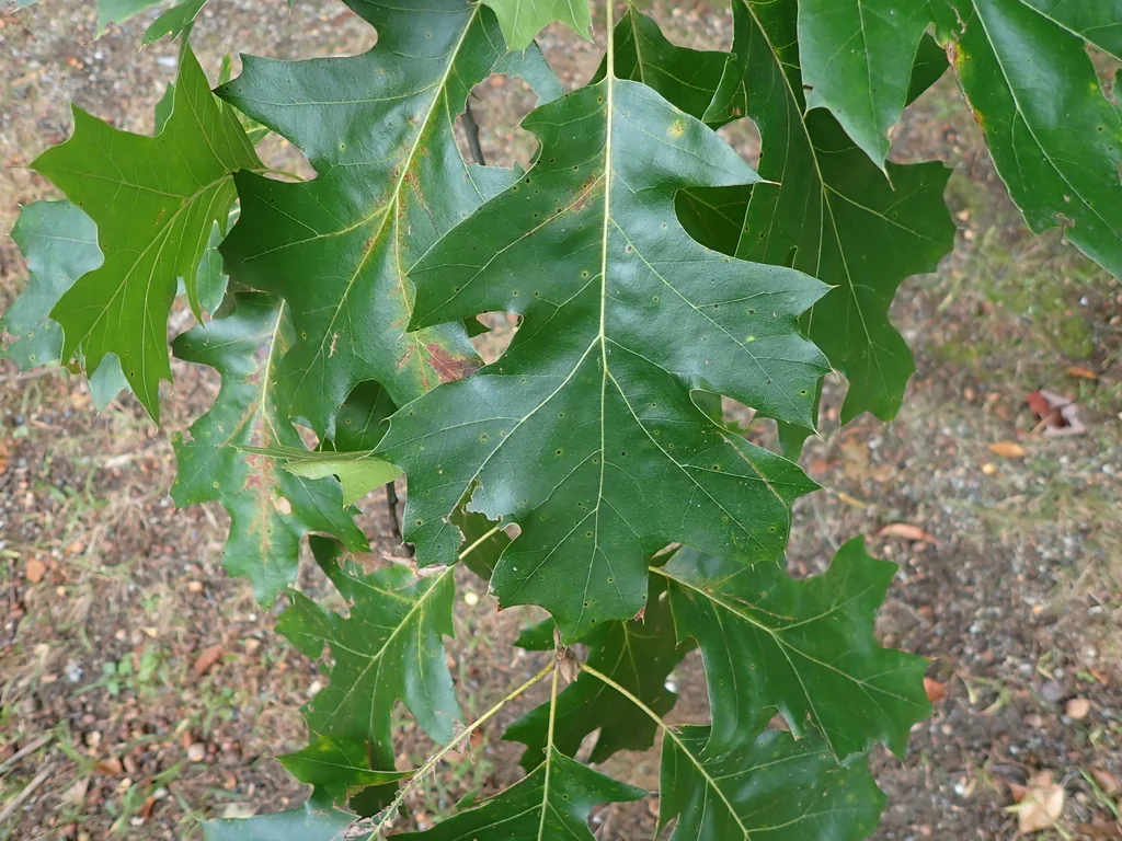 Quercus velutina