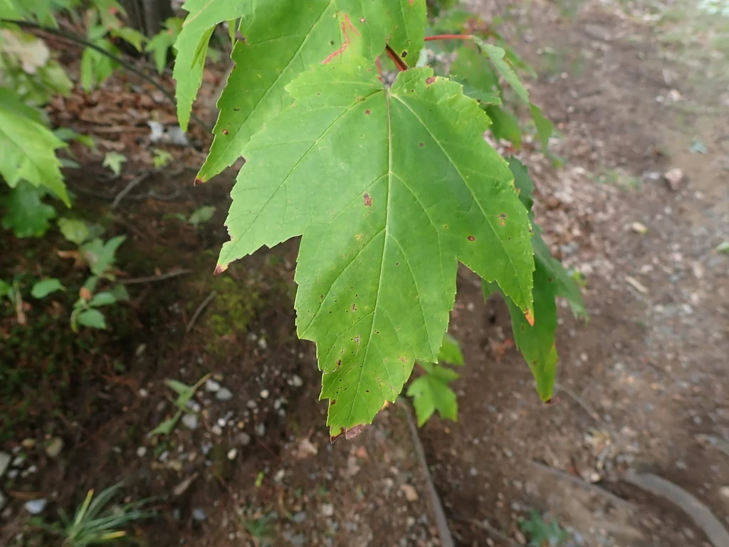 Acer Rubrum