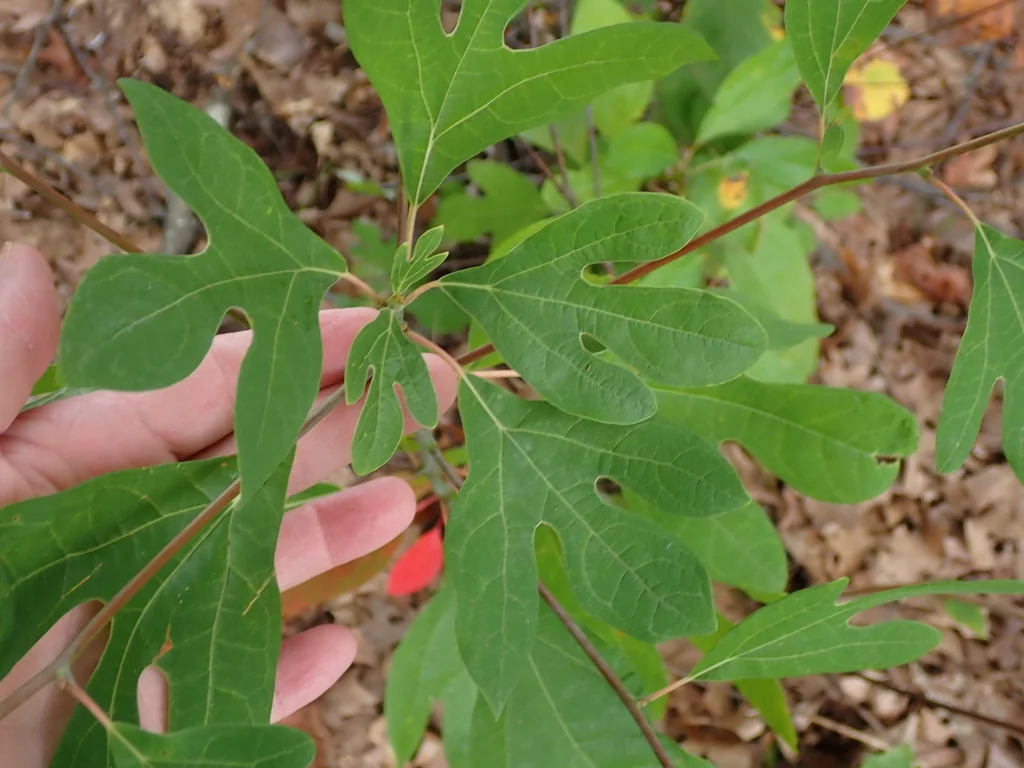 Sassafras Albidum