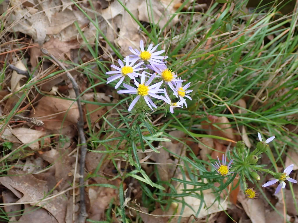 Ionactis linariifolius