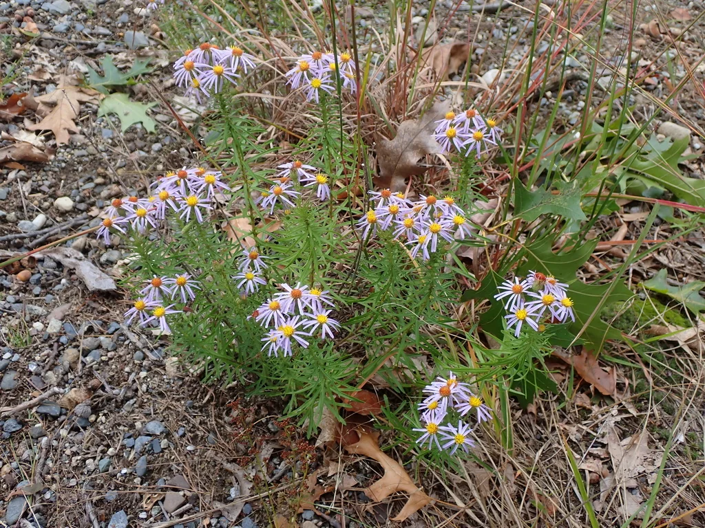 Ionactis linariifolius