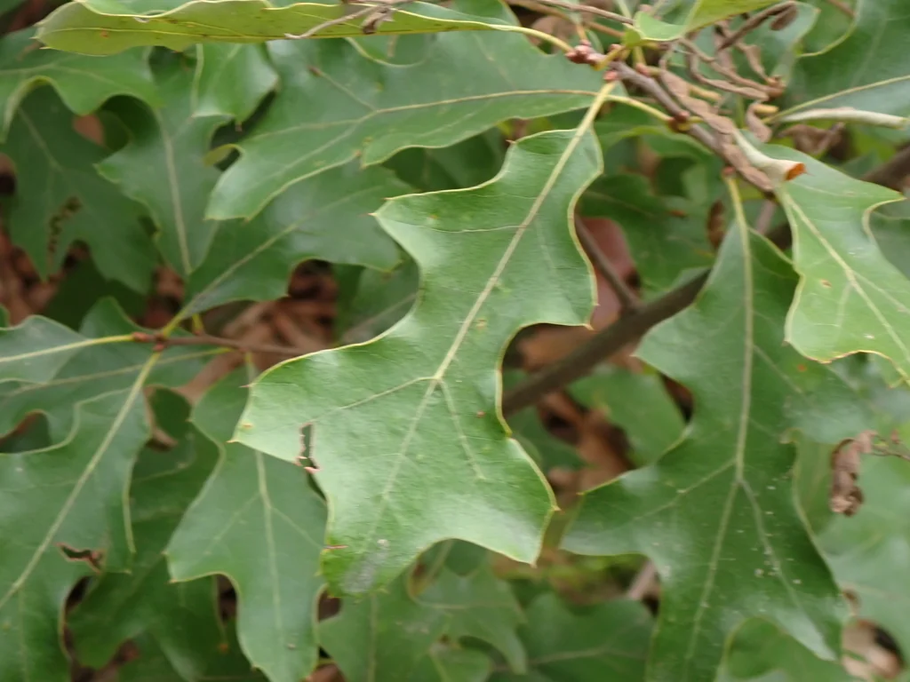 Quercus Ilicifolia