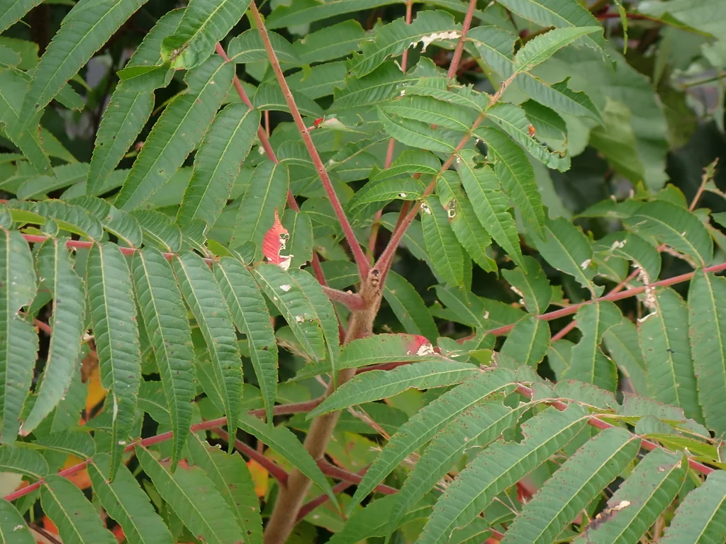 Rhus Typhina