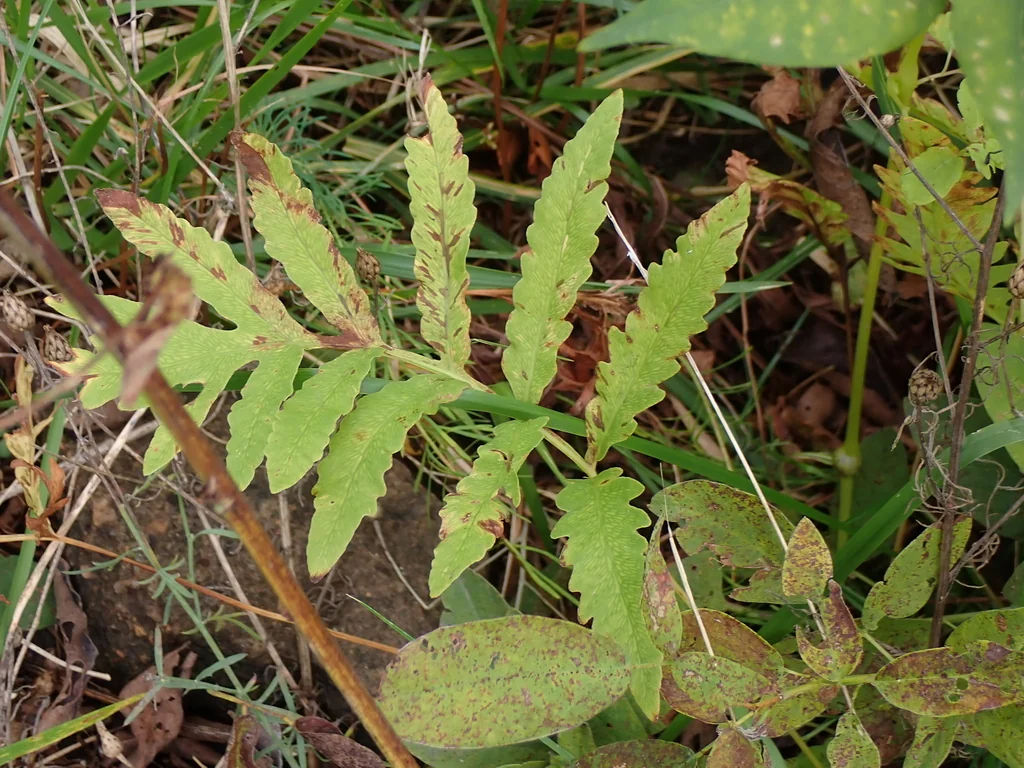 Onoclea Sensibilis
