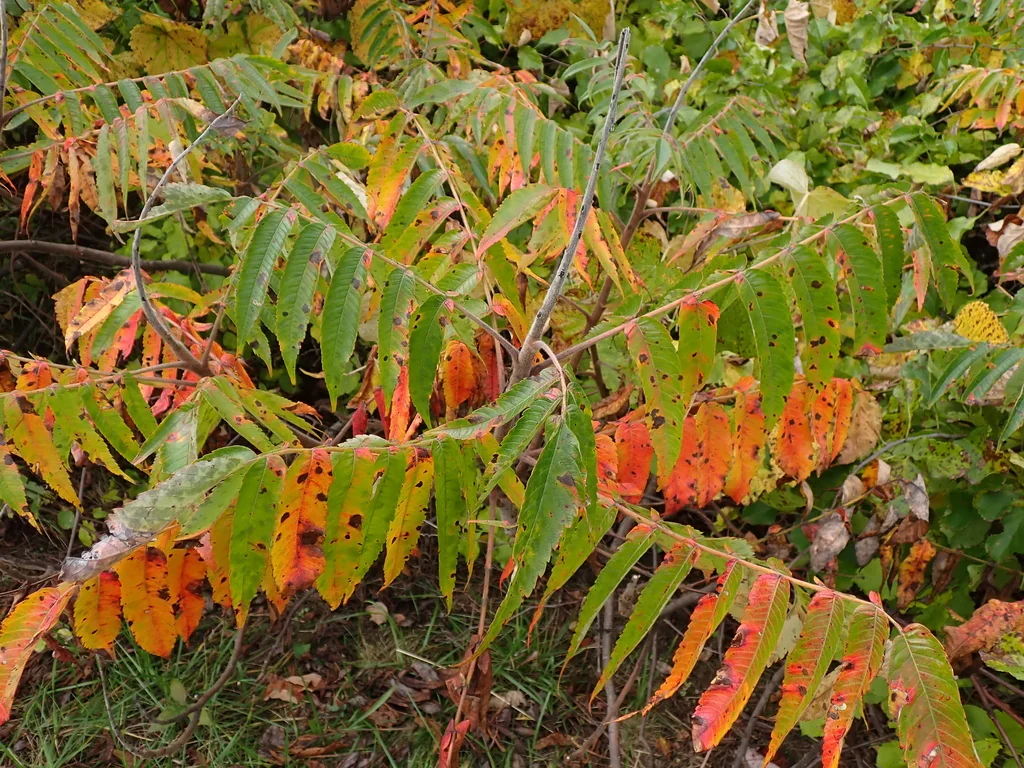 Rhus Typhina