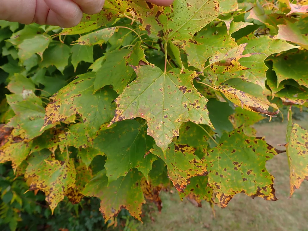 Acer Saccharum