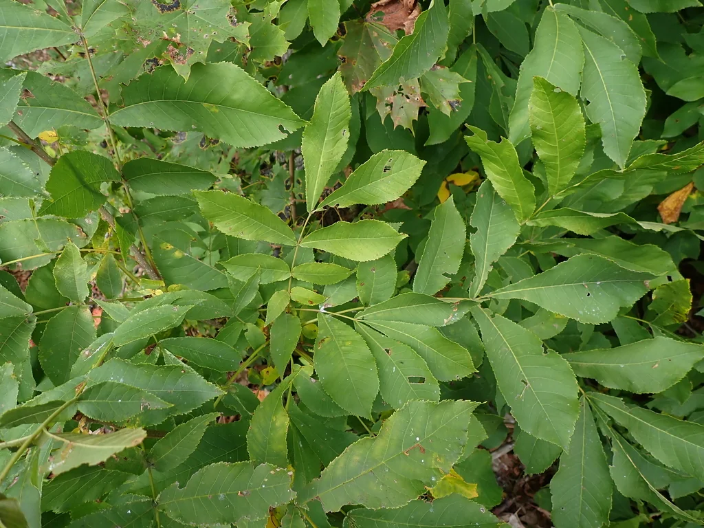 Carya Cordiformis