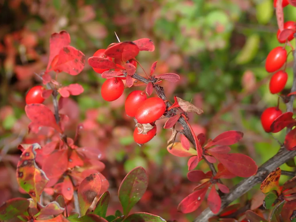 Berberis Thunbergii