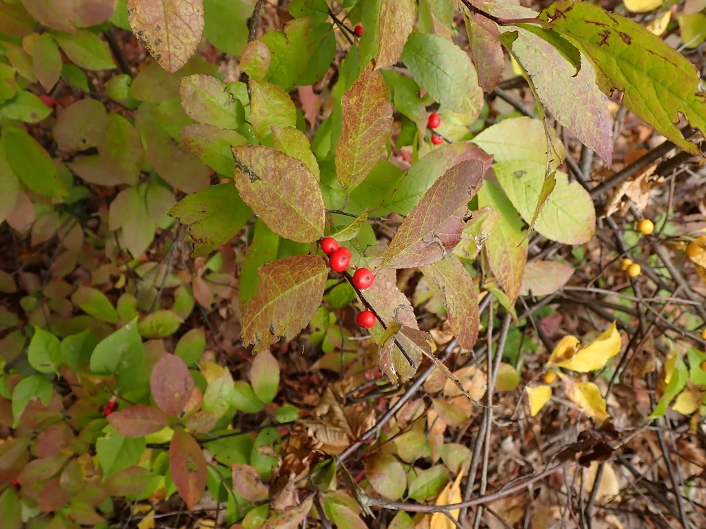 Ilex verticillata
