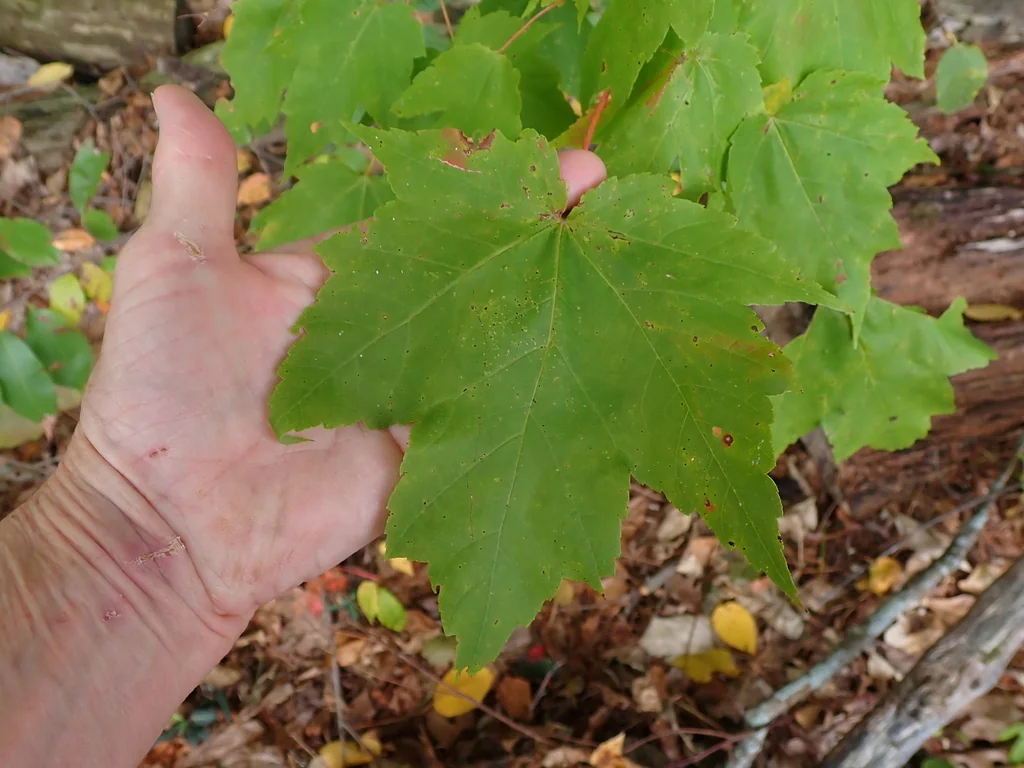 Acer Rubrum