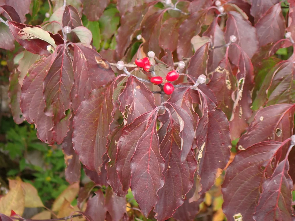 Cornus Florida