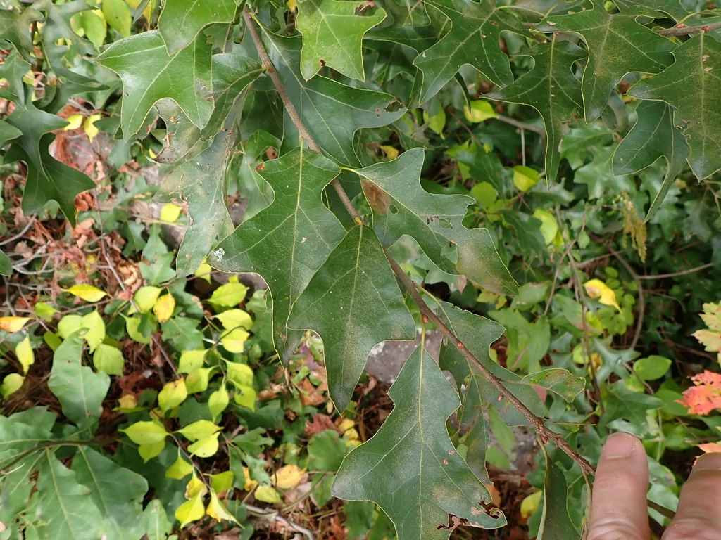 Quercus Ilicifolia