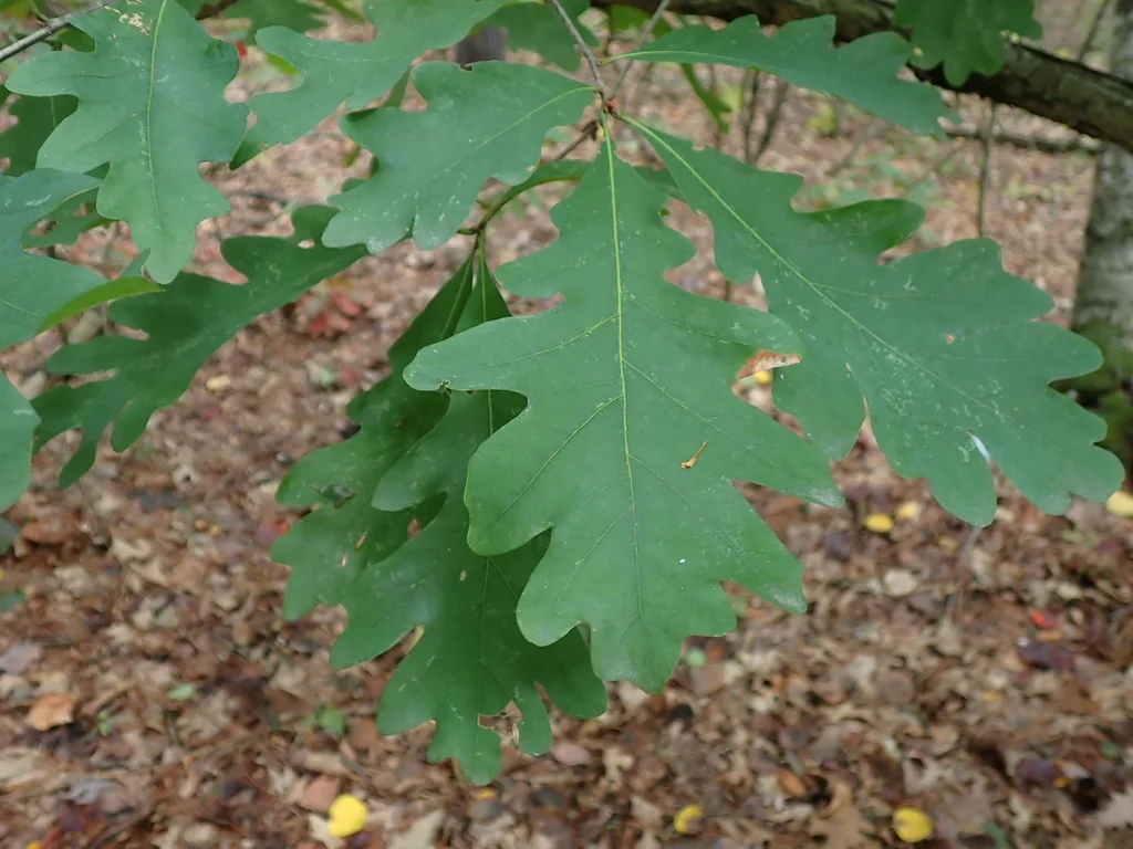 Quercus Alba
