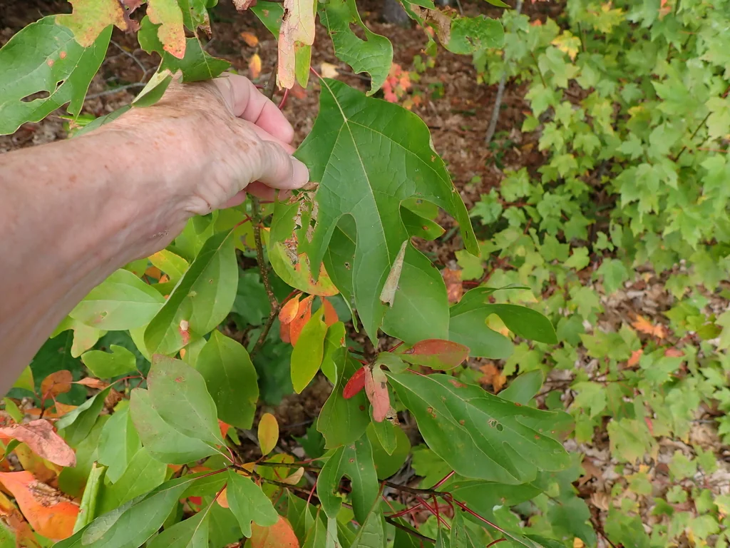 Sassafras Albidum
