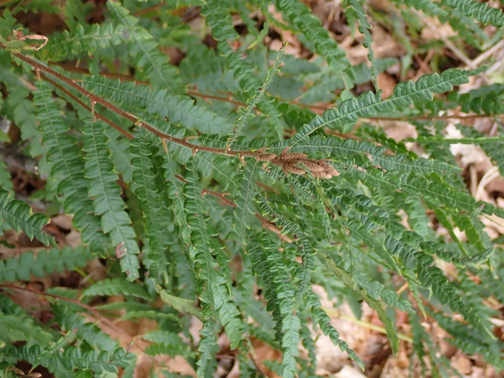 Comptonia Peregrina