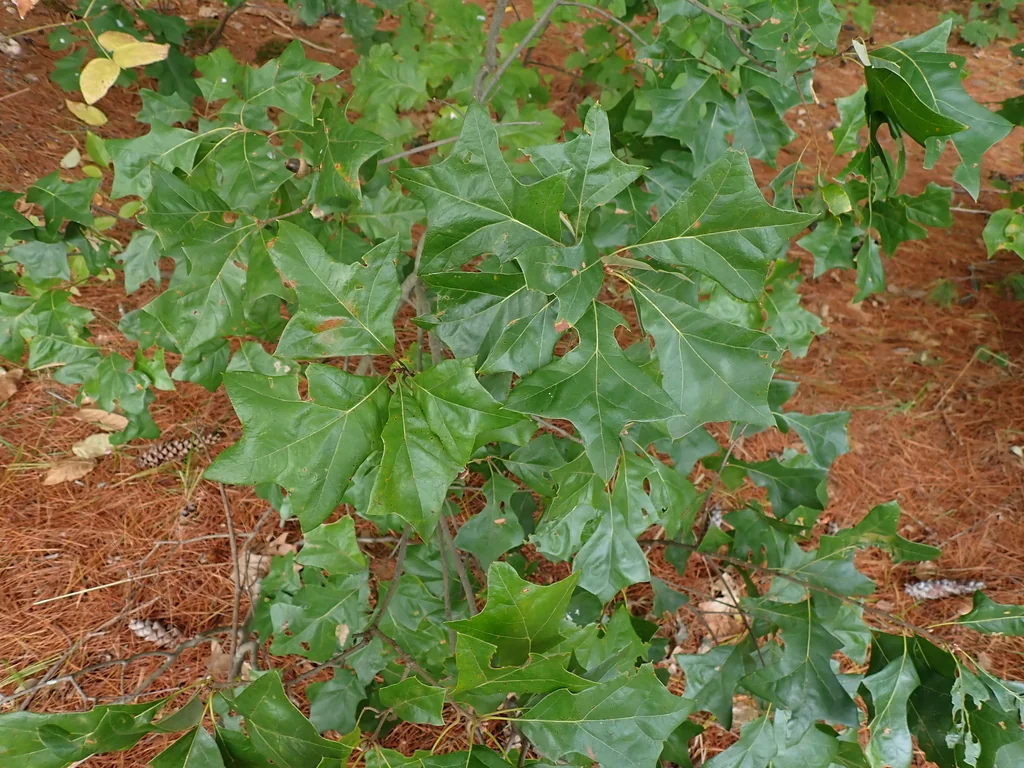 Quercus Ilicifolia