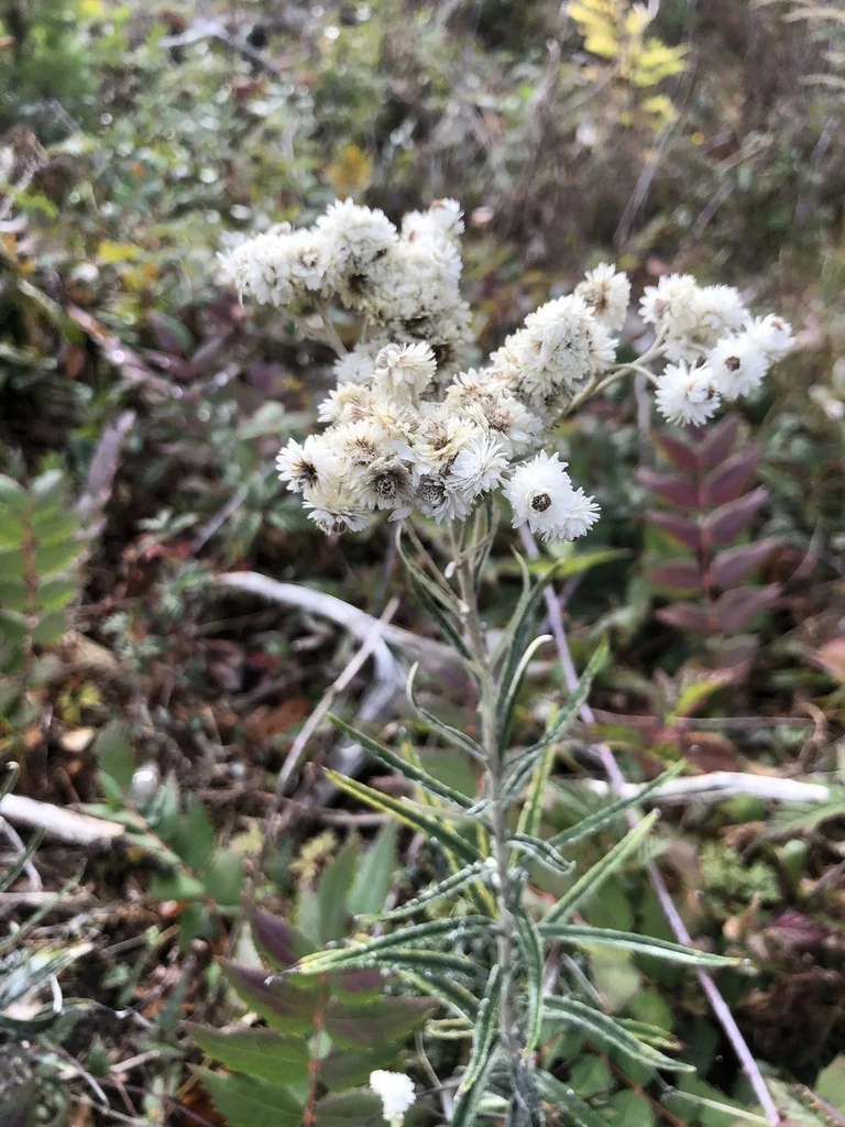 Anaphalis Margaritacea