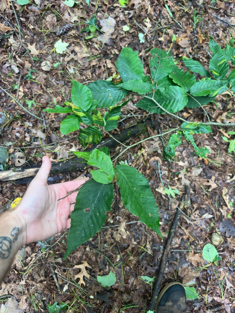 Fagus grandifolia
