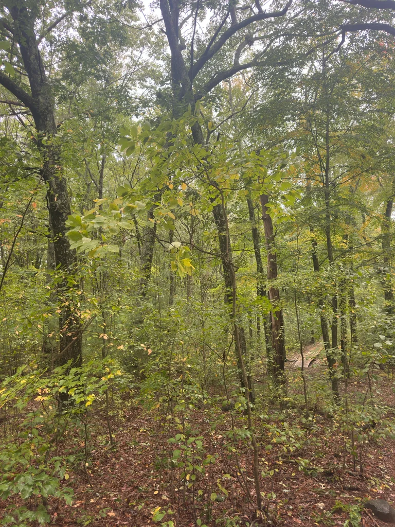 Sassafras Albidum