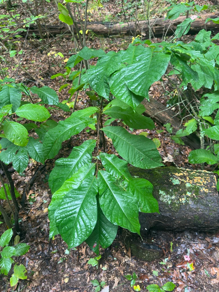 Asimina Triloba