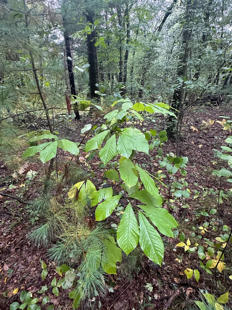 Asimina Triloba