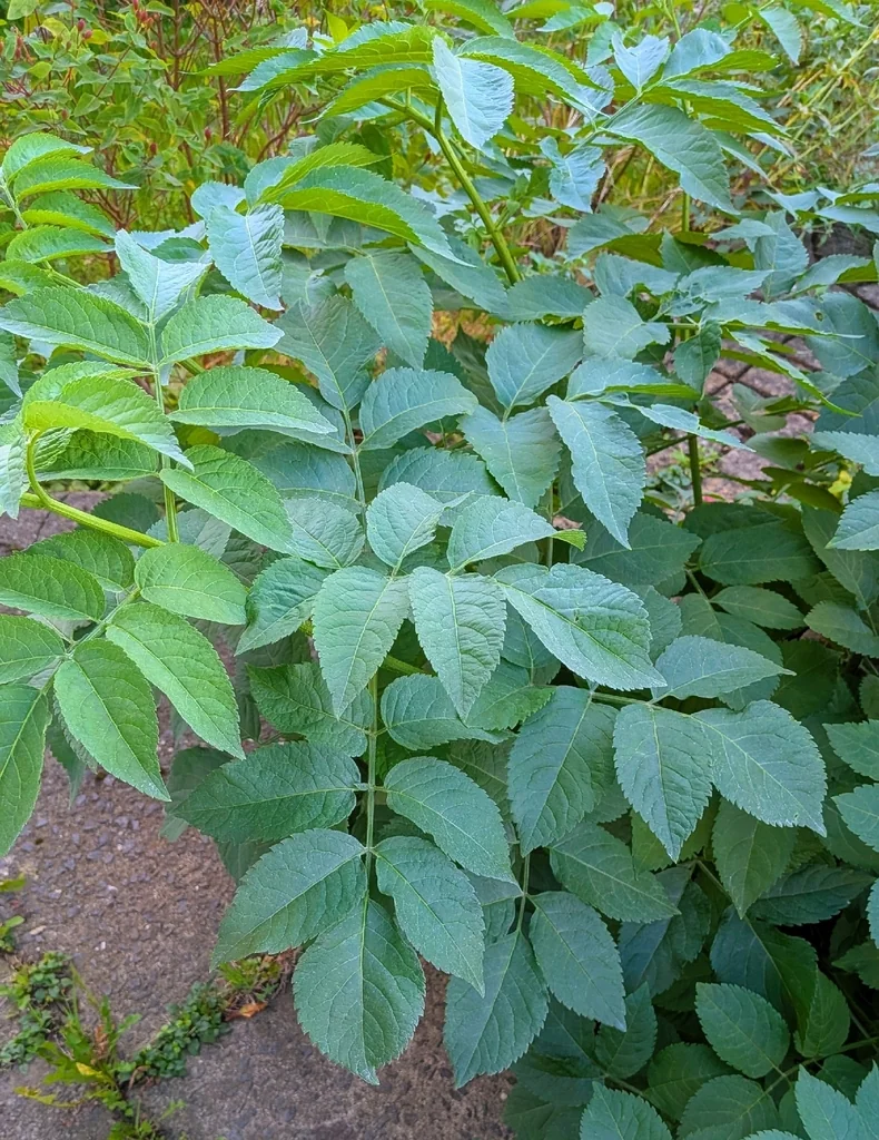 Sambucus nigra