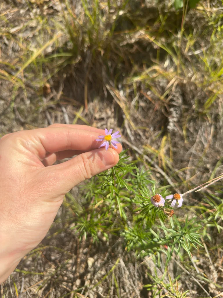 Ionactis linariifolius