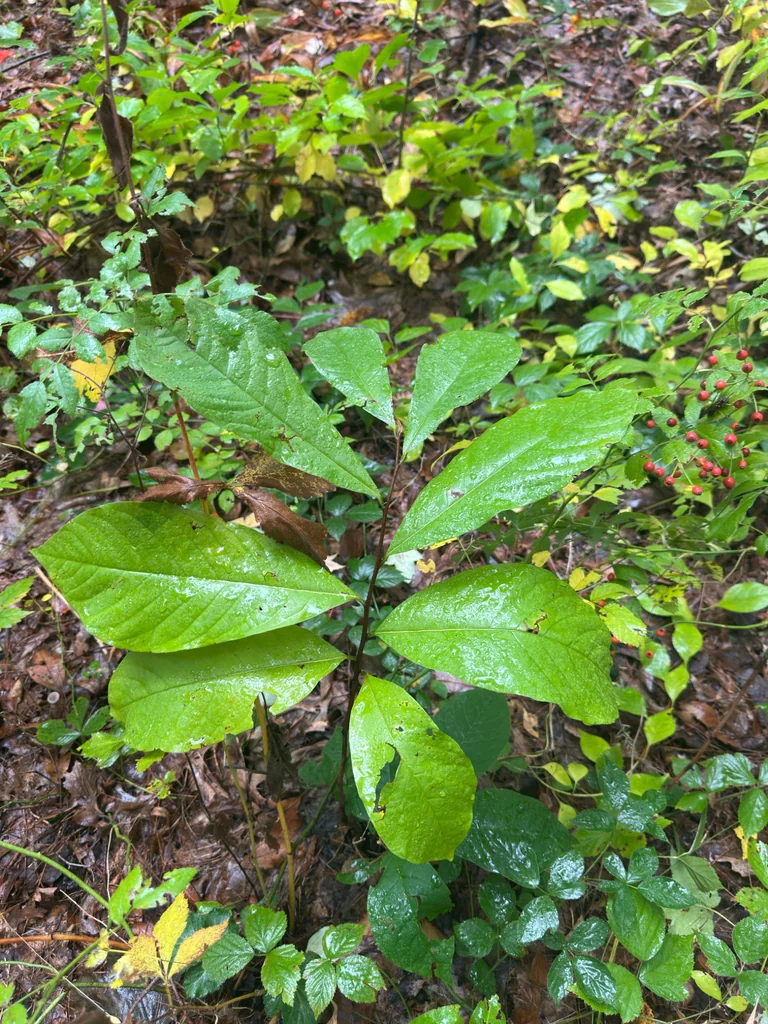 Asimina Triloba