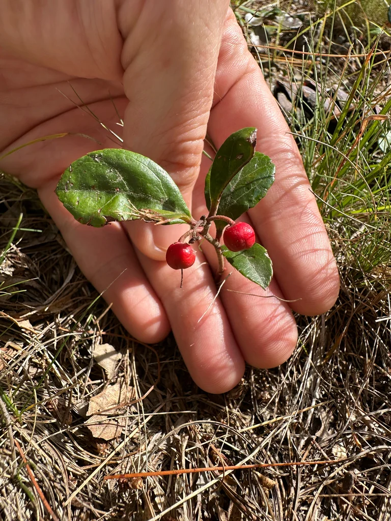 Gaultheria Procumbens