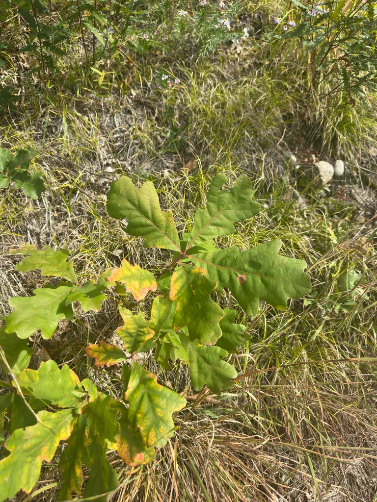 Quercus Alba