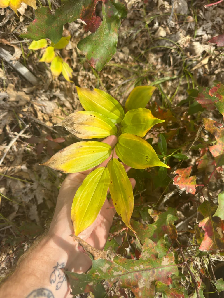 Smilacina Racemosa