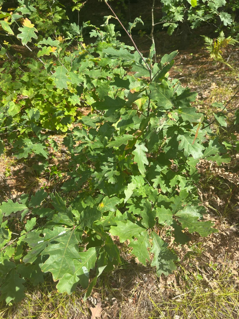 Quercus Alba
