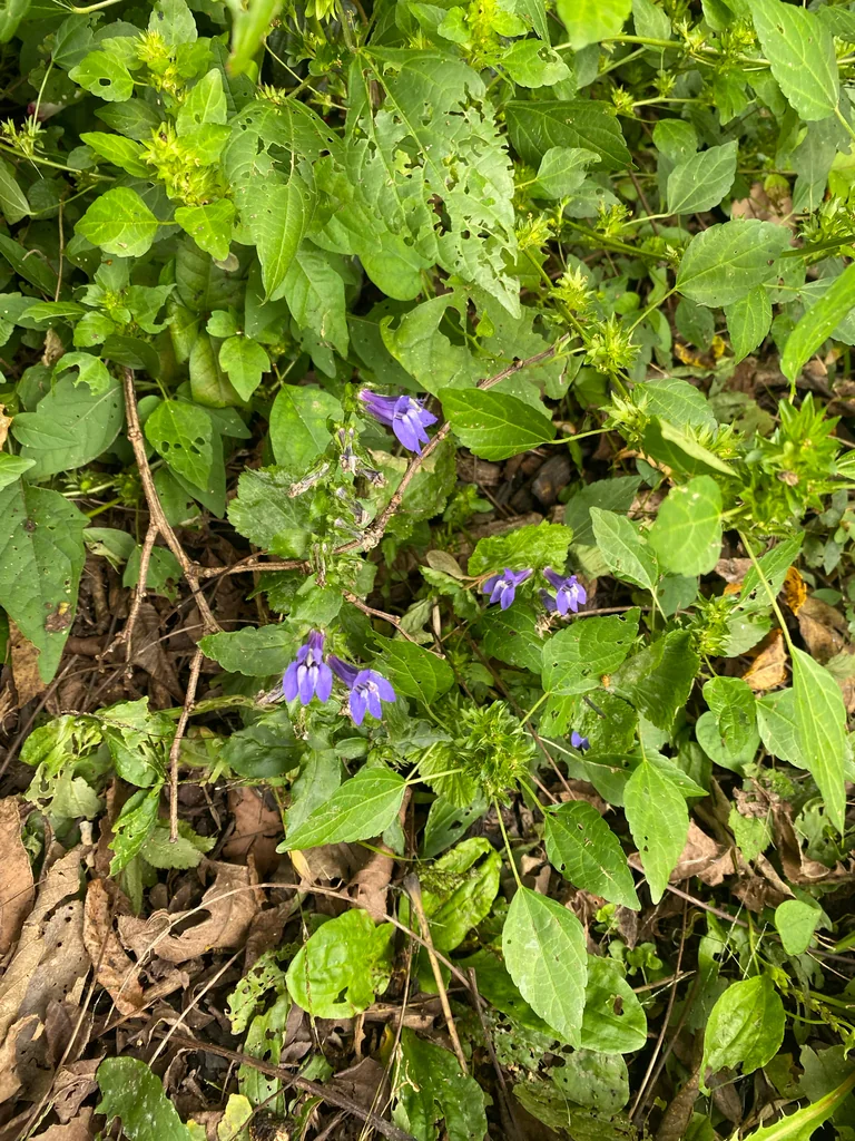 Lobelia Siphilitica