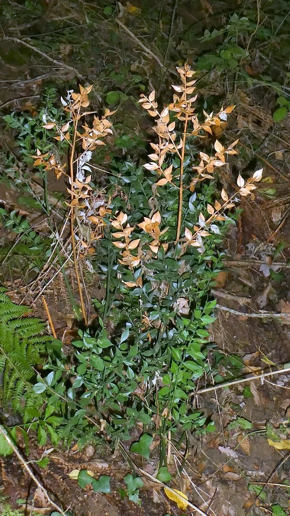 Ruscus Aculeatus