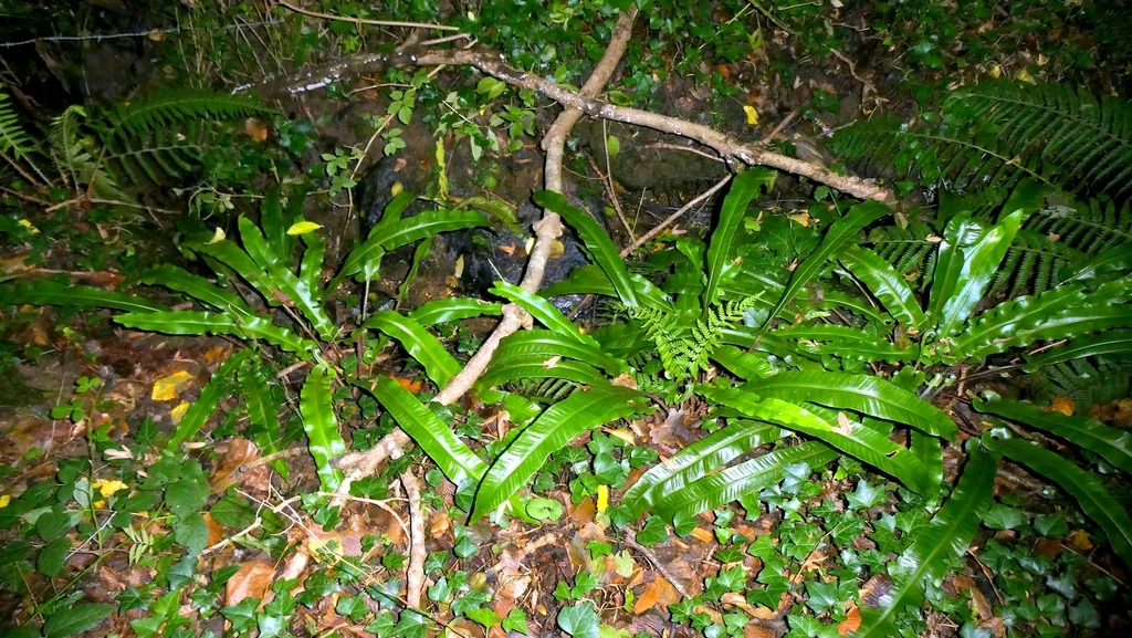 Asplenium Scolopendrium