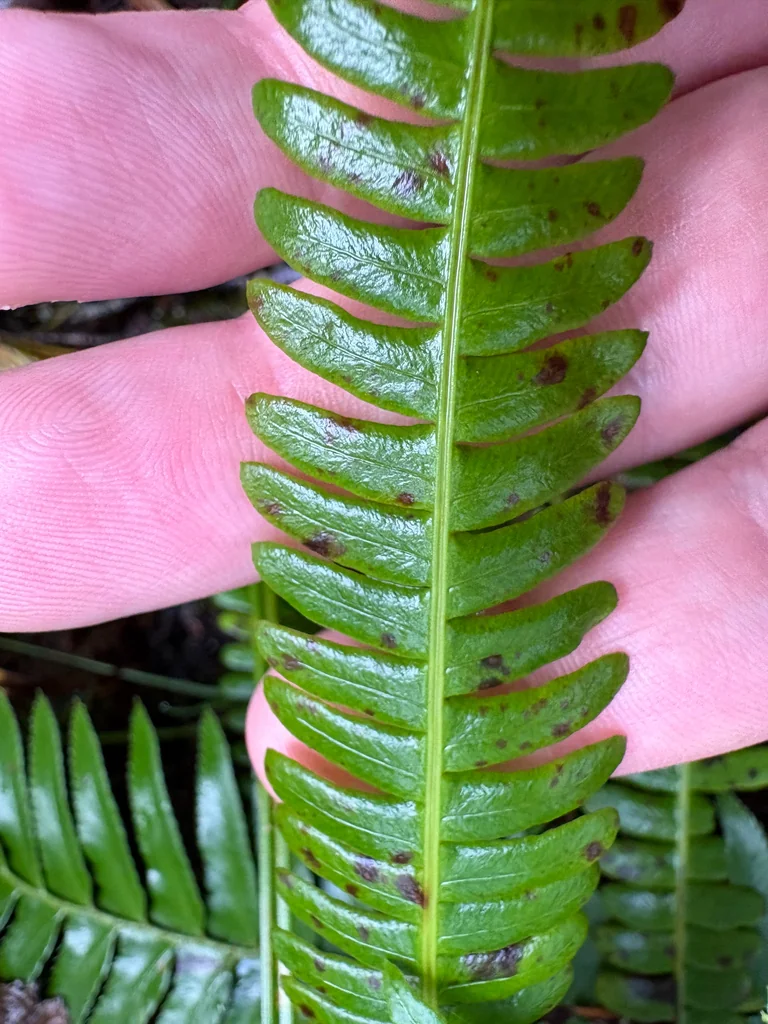 Blechnum Spicant