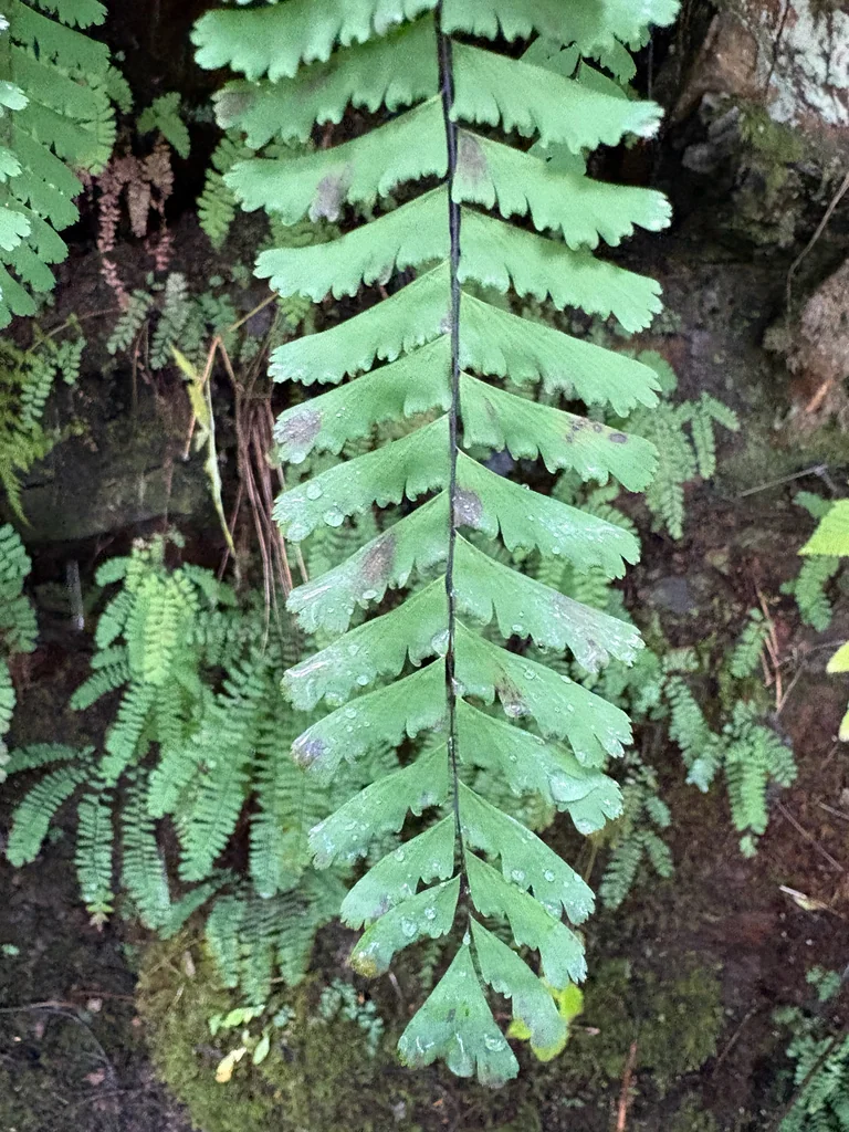 Adiantum Aleuticum
