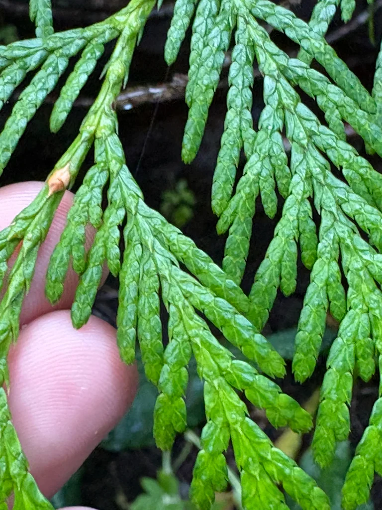 Thuja plicata