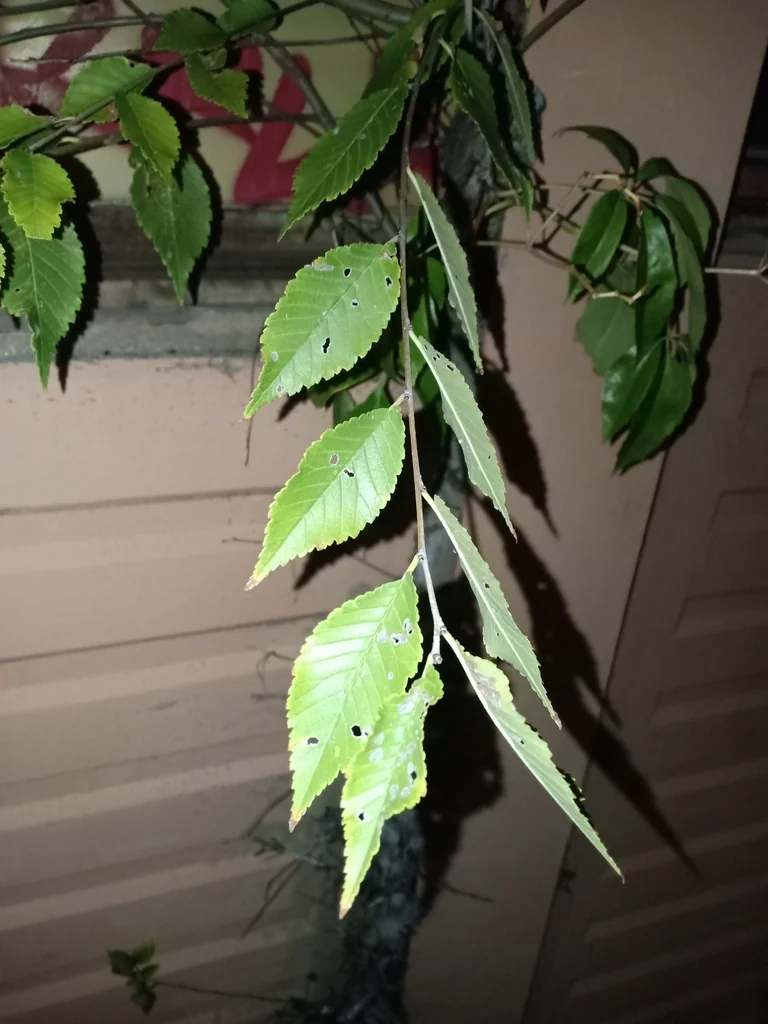 Ulmus Pumila