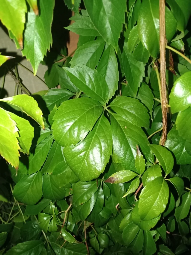 Parthenocissus Quinquefolia