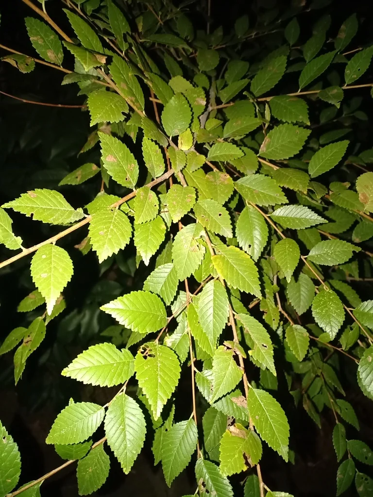 Ulmus Pumila