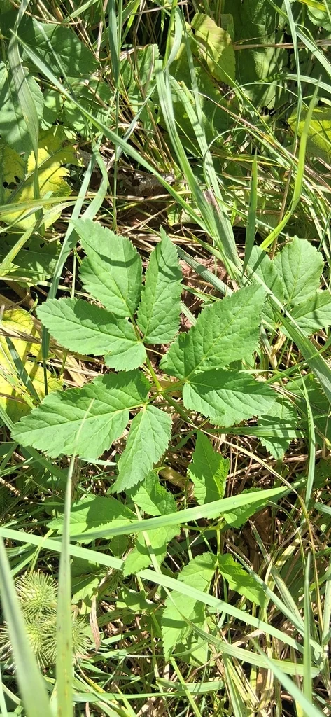 Aegopodium Podagraria