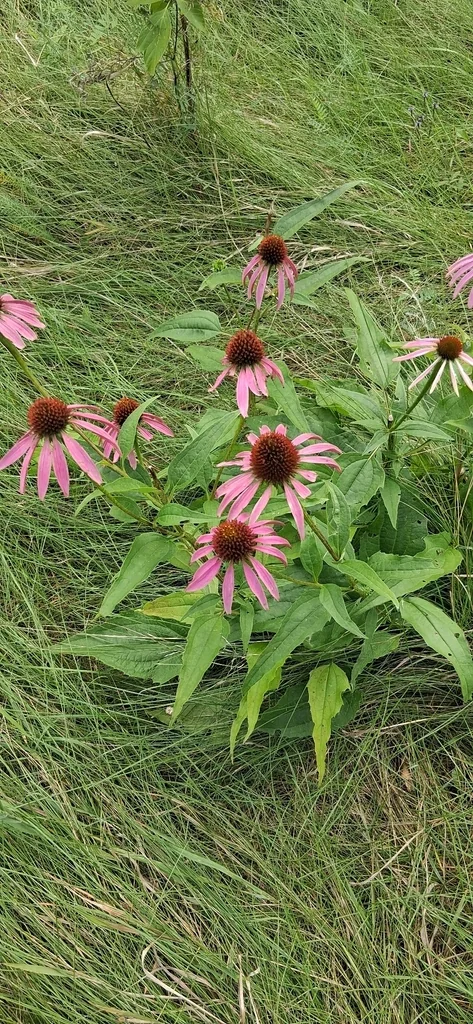 Echinacea Purpurea